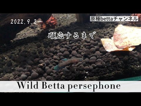 ベタ ペルセフォン